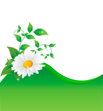 Papatya çiçeğinin vektör illüstrasyonu