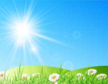 papatya parlak güneş alan