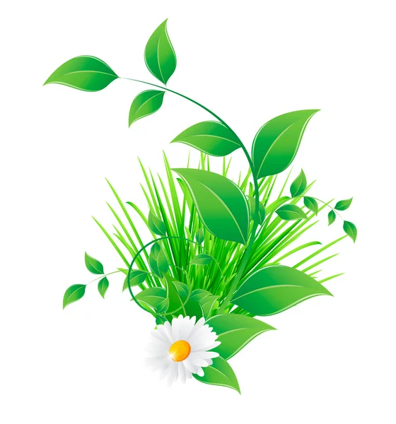 Flor de manzanilla y hojas verdes — Archivo Imágenes Vectoriales
