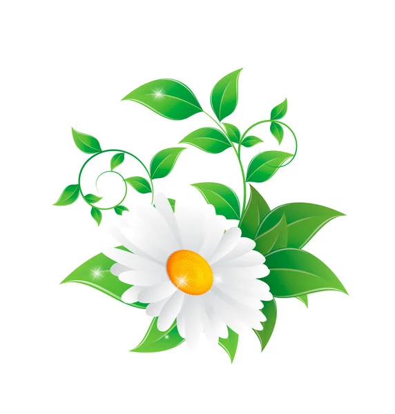 洋甘菊花和绿色的树叶 — 图库矢量图片