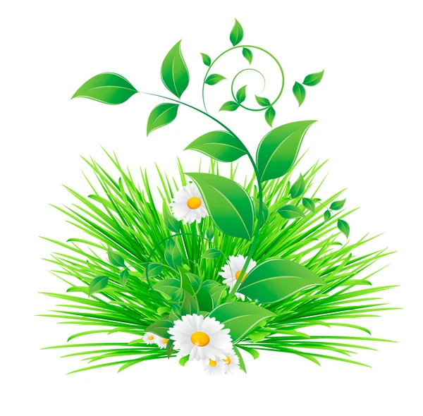 카모마일 꽃과 녹색 잎 — 스톡 벡터