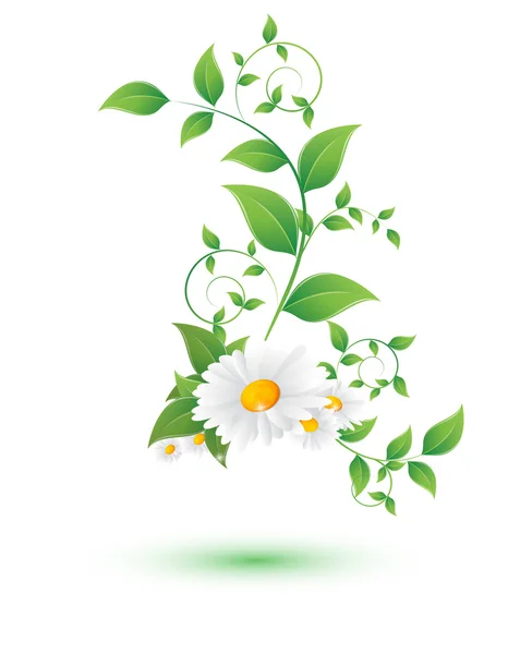 Flor de manzanilla y hojas verdes — Archivo Imágenes Vectoriales