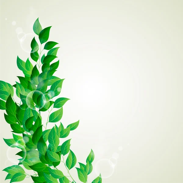 Branch with green leaves — Stock Vector