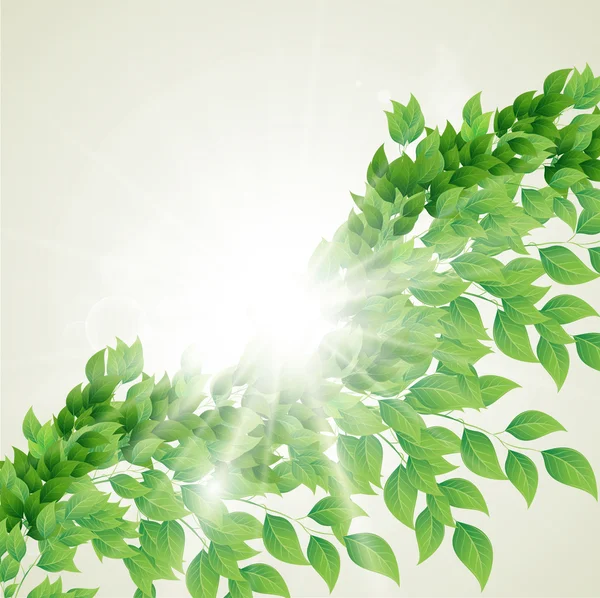 Branch with fresh green leaves — Stock Vector