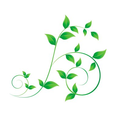 Yeşil yapraklı dal