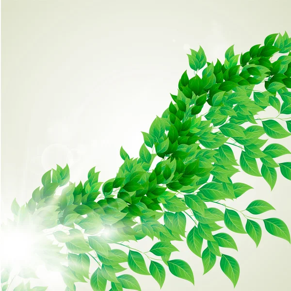 Branch with fresh green leaves — Stock Vector