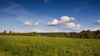 Yonca alanları ve mavi gökyüzü ile bulutlar manzara