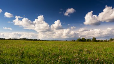 Yonca alanları ve mavi gökyüzü bulutlar, yaz yatay