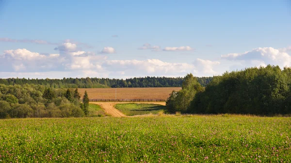 Wieczorny krajobraz z pola koniczyn na wzgórzach Zdjęcie Stockowe