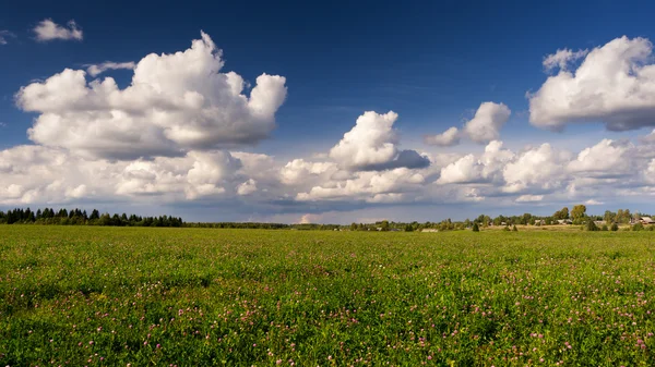 Kvällen landskap med klöver fält och blå himmel moln Stockbild