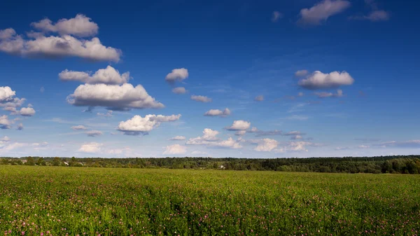 Letní krajina s prostředkem jeteliště a modrá obloha Stock Obrázky