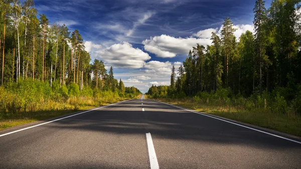 Evening summer forest road and sky Stock Picture