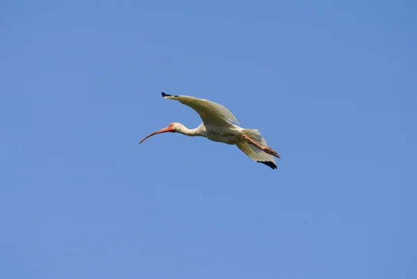 Ibis in Flight Ibis in Flight — Stock Photo, Image