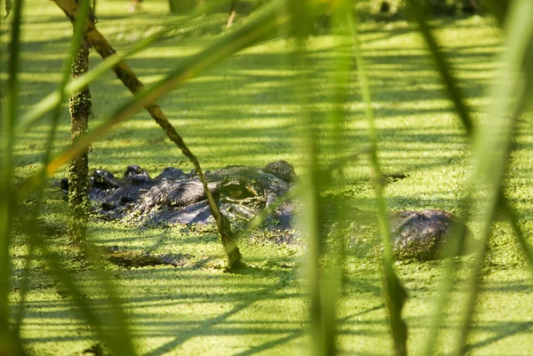 Alligator loer achter riet alligator loer achter riet — Stockfoto