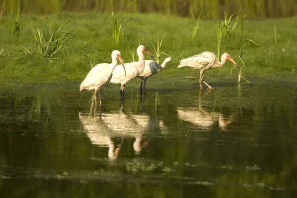 Ibis Birds Standing in a Pond Ibis Birds Standing in a Pond — Stock Photo, Image