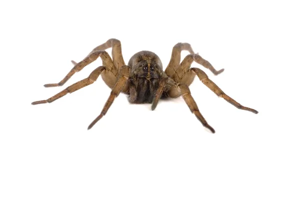 Wolf Spider Macro 1 Wolf Spider Macro 1 — Stock Photo, Image