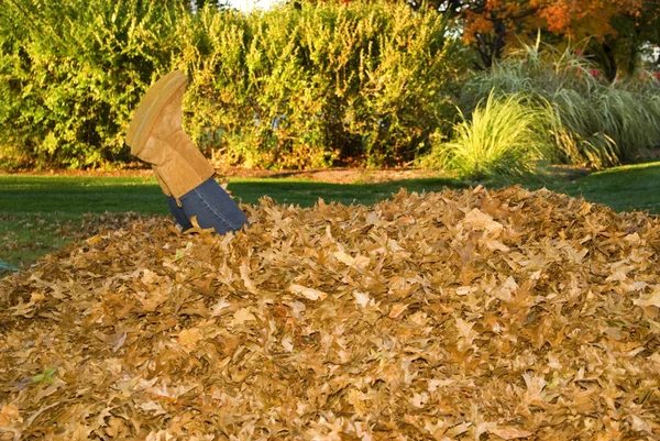 Raking Leaves Legs Sticking Out of Leaf Pile — Stock Photo, Image