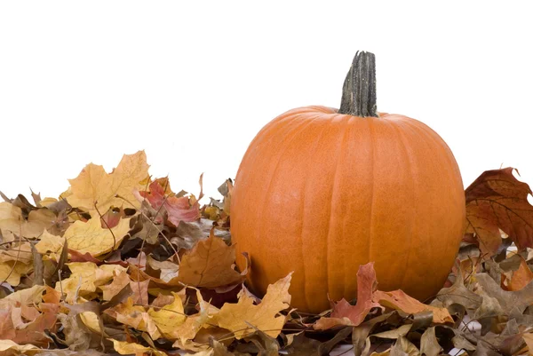 Halloween Pumpkin and Leaves — Stock Photo, Image