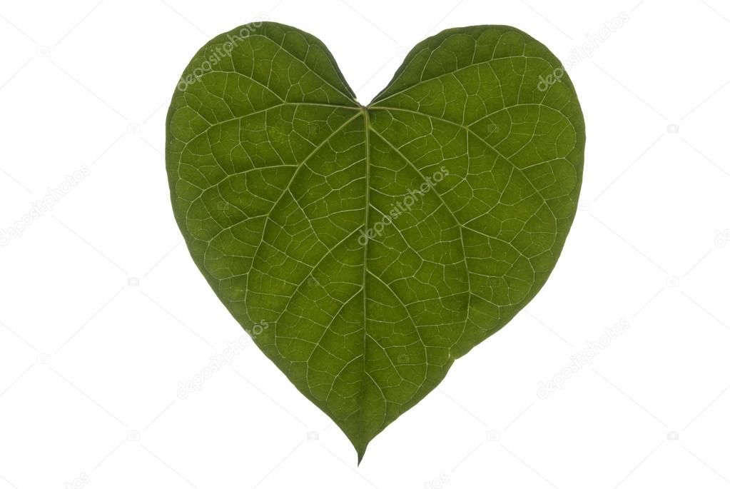 Heart Leaf Full Frame Landscape