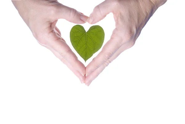 Heart Shaped Leaf Outlined By Woman's Hands — Stock Photo, Image