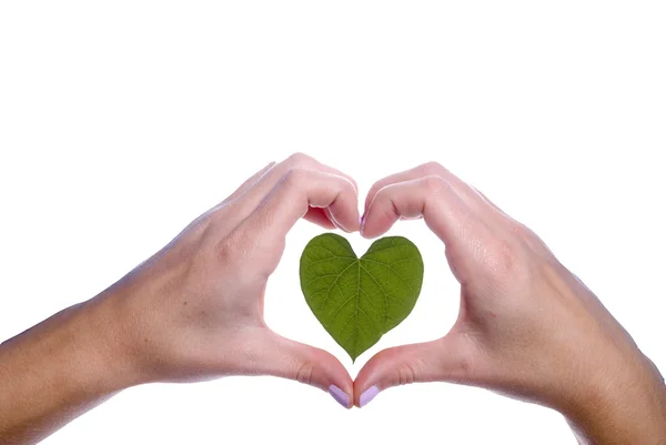 Heart Shaped Leaf Outlined by Girls Hands — Stock Photo, Image