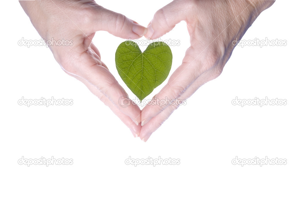 Heart Shaped Leaf Outlined By Woman's Hands