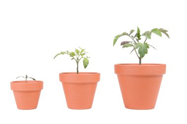 Terracotta saksılar domates bitkiler