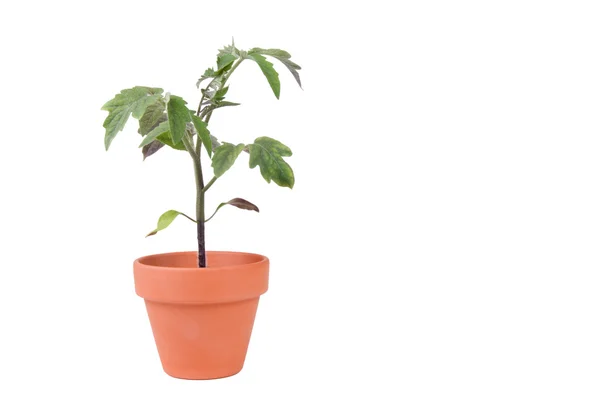 Plantadora de terracota con planta de tomate grande — Foto de Stock