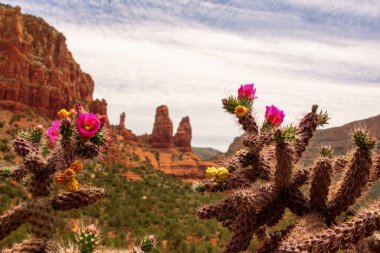 Sedona, Arizona 'nın kırmızı kayalıklarının önündeki çiçekli kaktüs.