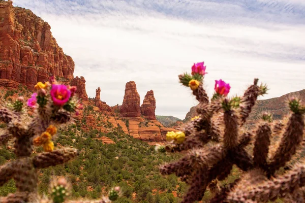 Sedona, Arizona 'nın kırmızı kayalıklarının önündeki çiçekli kaktüs.