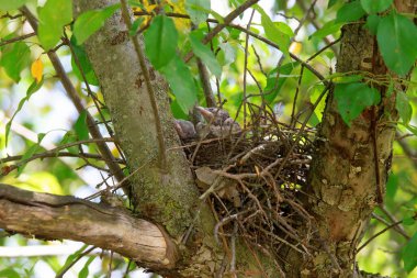 Two blue jay chicks sleeping in their nest