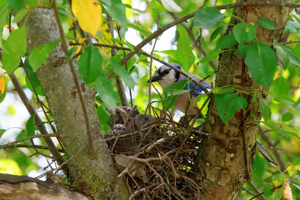 Mother Blue Jay Looks Her Babies Nest — Foto Stock