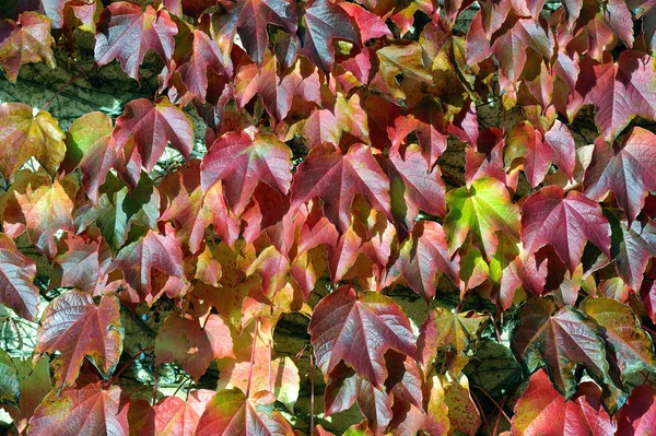 Färger på hösten — Stockfoto