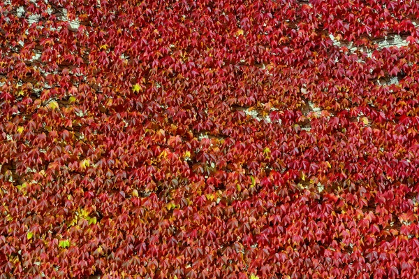 Colores del otoño — Foto de Stock