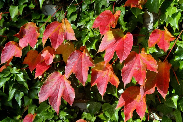 Colori dell'autunno — Foto Stock