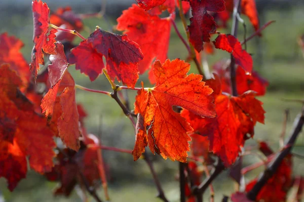 秋のブドウ — ストック写真