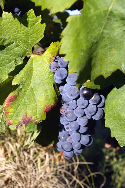 Виноградники и виноградники — стоковое фото