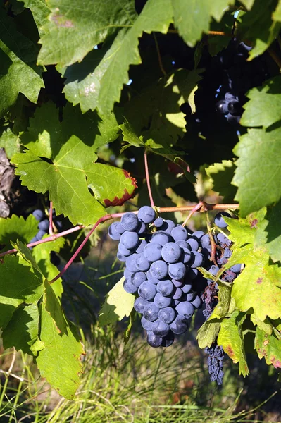 Виноградники и виноградники — стоковое фото
