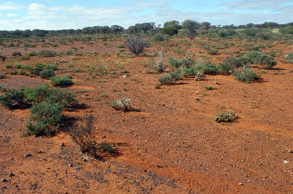 Αυστραλιανό θάμνο — Φωτογραφία Αρχείου