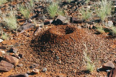 termit Avustralya Bush
