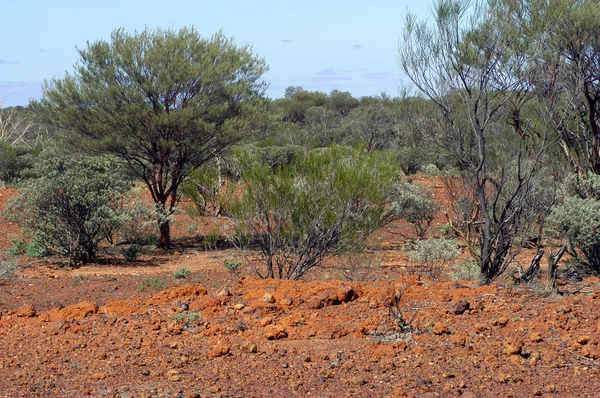 Landskap av den australiska bushen — Stockfoto
