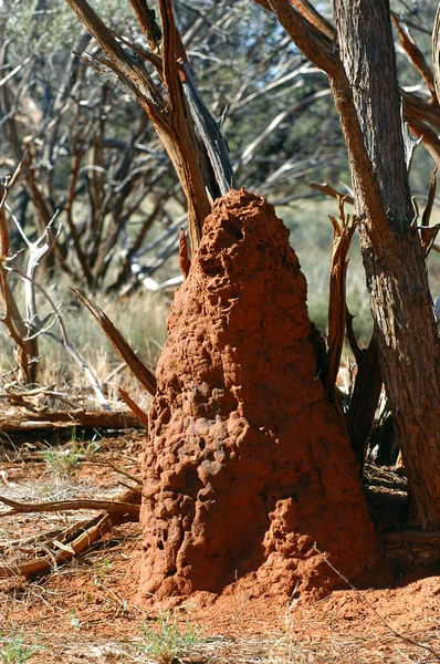 Termitenhügel im australischen Busch — Stockfoto