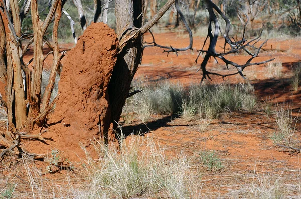 Monte de térmita no arbusto australiano — Fotografia de Stock