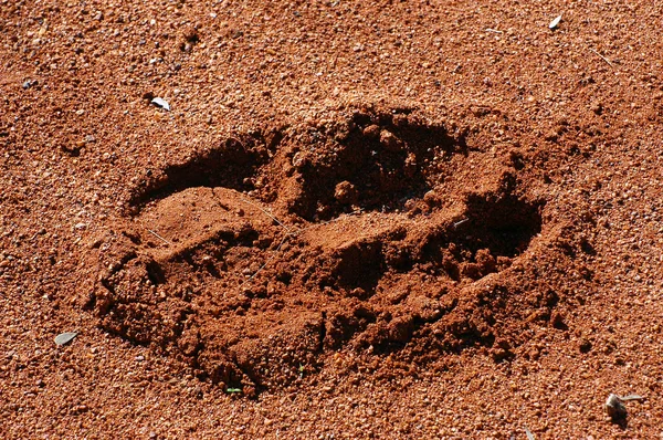 Trace legs of kangaroo — Zdjęcie stockowe