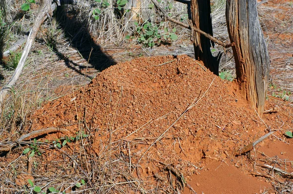 Montículo de termitas en el arbusto australiano — Foto de Stock