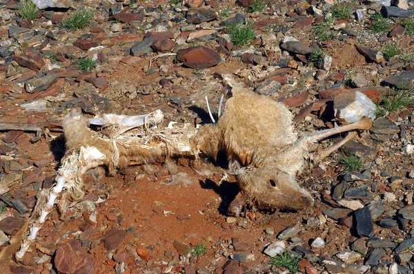 Kangaroo died in the desert — Zdjęcie stockowe