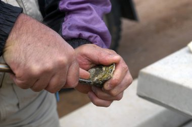 Australische oester proeven op de weg