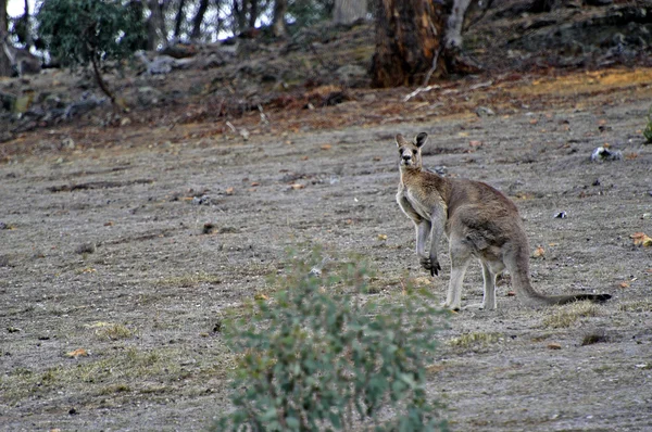 Avustralya kırsalında kanguru — Stok fotoğraf