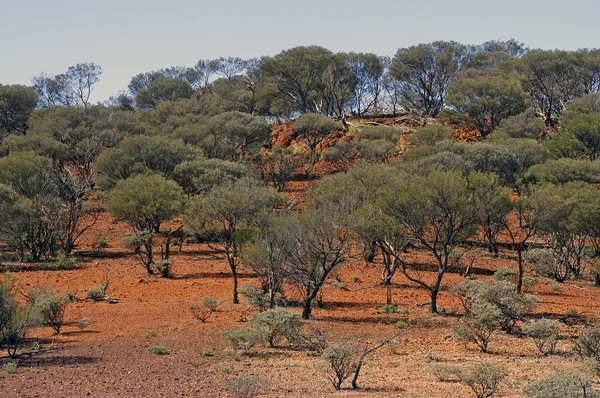 Paisagem do arbusto australiano — Fotografia de Stock