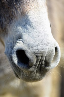 Eşeklerin ön içinde